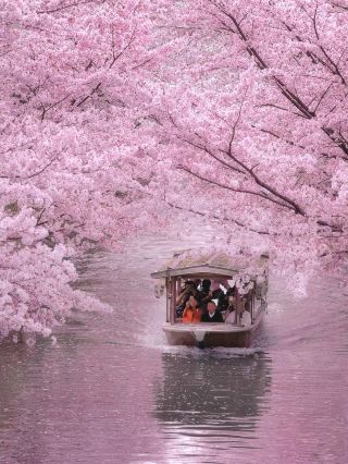 Chasing Sakura at Kyoto Fushimi Jikkoku Bune