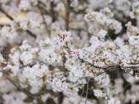 Chasing Jay Chou’s Footsteps: A Dreamy Morning in Xitang Under Cherry Blossoms