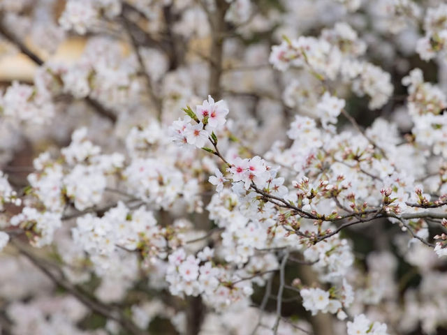 Chasing Jay Chou’s Footsteps: A Dreamy Morning in Xitang Under Cherry Blossoms