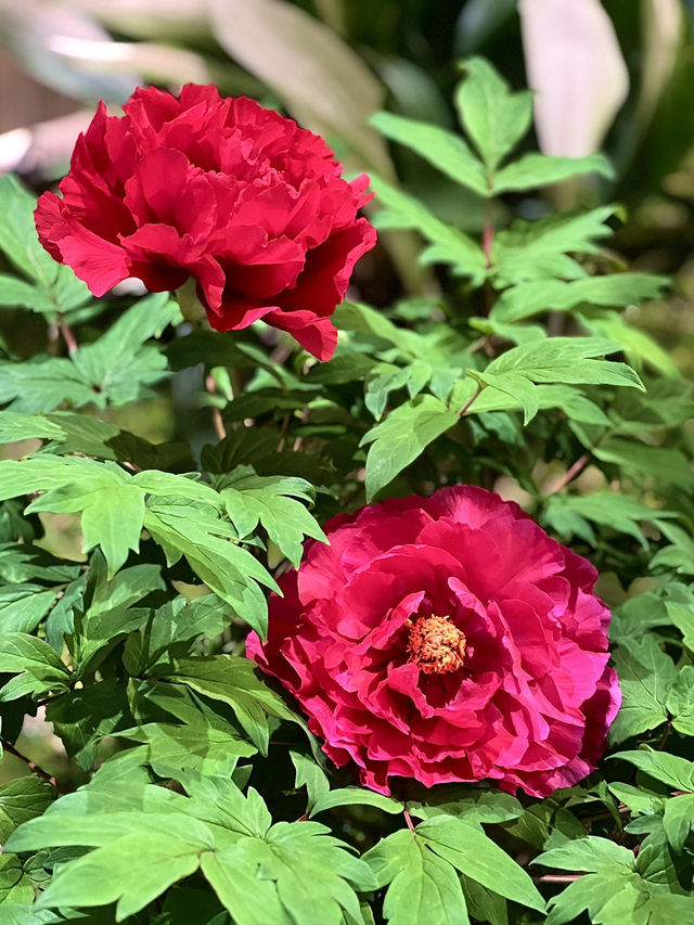 Spring in Full Bloom at Yuushien