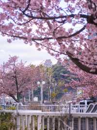 Chasing Sakura at Atami Castle