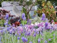 賞花及花伴野餐初體驗在大安森林公園