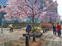 仙台錦町公園賞櫻美景