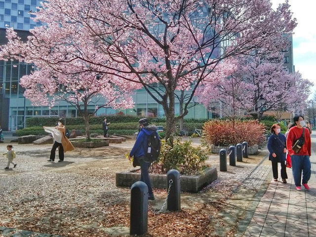 仙台錦町公園賞櫻美景