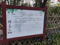 Shanghai’s Largest Urban Sakura Grove with Lakeside Views
