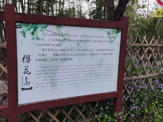 Shanghai’s Largest Urban Sakura Grove with Lakeside Views