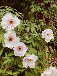 Geumgang's Spring: Where Flowers Throw a Party, and You're Invited
