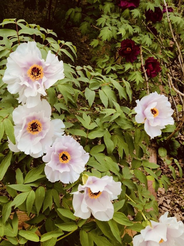 Geumgang's Spring: Where Flowers Throw a Party, and You're Invited