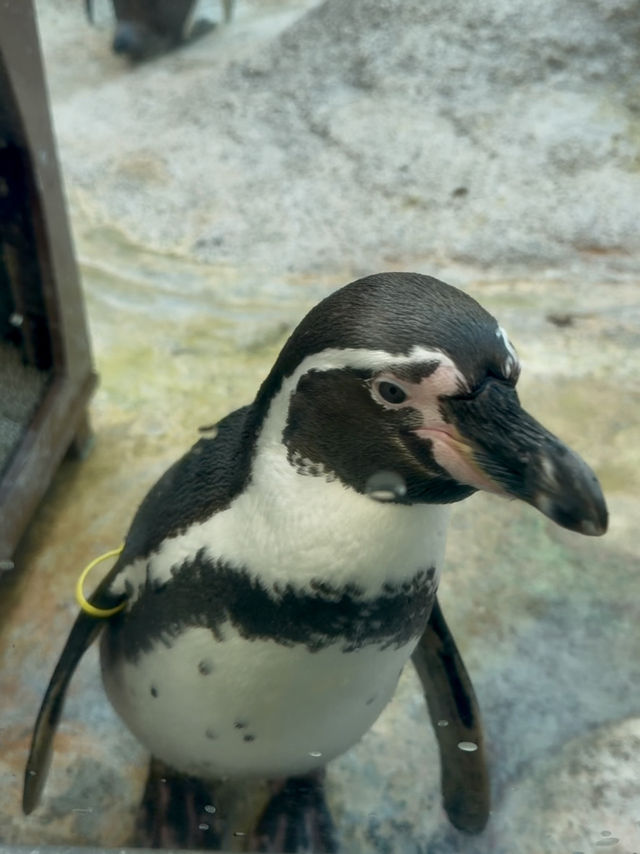 三重｜集合動物明星們 全日本最萌的鳥羽水族館