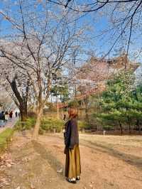 벚꽃이 아름다운 서울 공원🌸