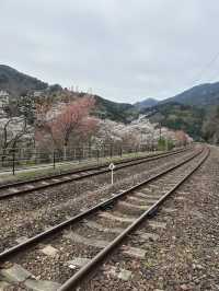 日本三好市-櫻花祭裡最美的車站「大步危車站」，體驗無人秘境