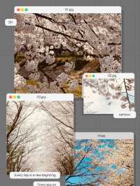 Seoun's Blossoming Fields: A Spacious Spot for Cherry Blossom Viewing 