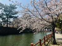 山口、北九州で桜を楽しむ春の休日