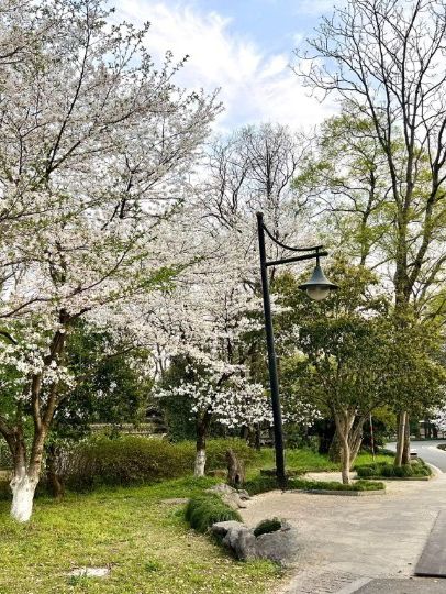 Verdant Serenity: Discovering Hangzhou Botanical Garden