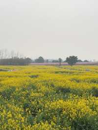 ทุ่งดอก Canola ที่เฉิงตู ในฤดูใบไม้ผลิ