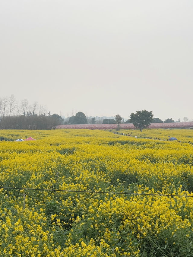 ทุ่งดอก Canola ที่เฉิงตู ในฤดูใบไม้ผลิ