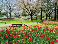 【昭和記念公園】定番の公園の桜はやはり素晴らしく感動❗️
