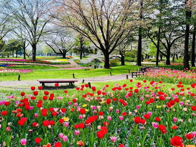 【昭和記念公園】定番の公園の桜はやはり素晴らしく感動❗️