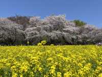 【昭和記念公園】定番の公園の桜はやはり素晴らしく感動❗️