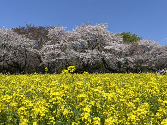 【昭和記念公園】定番の公園の桜はやはり素晴らしく感動❗️