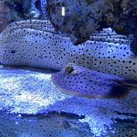 海洋生物互動展館，近距離觀賞與餵食鯊魚