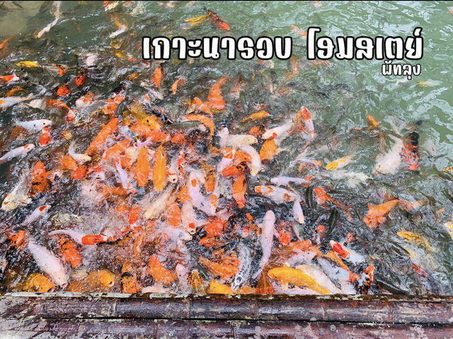 แวะให้อาหารปลาคาร์ฟสุดคิวท์ @เกาะนารอบ โฮมสเตย์