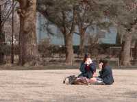 在高田城址公園賞櫻