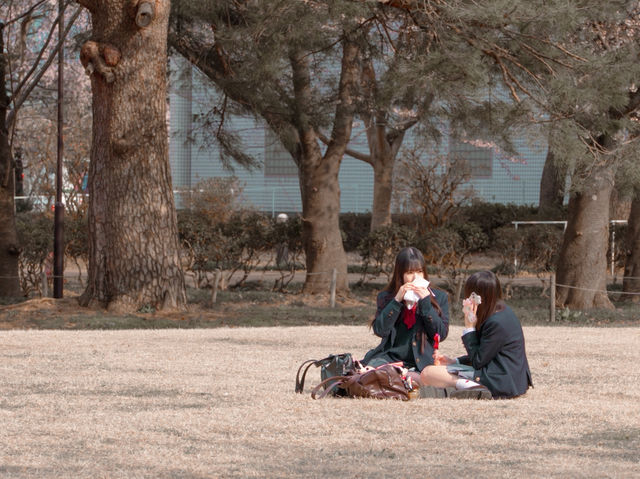 在高田城址公園賞櫻