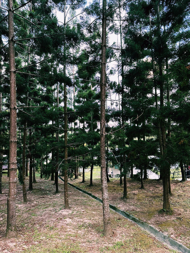Evening Escapade in the Hills of Taman Saujana Hijau