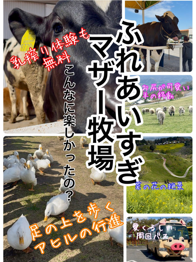 触れ合いすぎたマザー牧場