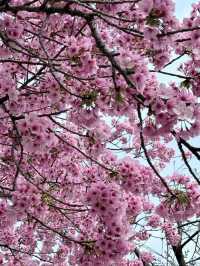 Echoes of Spring: The Hidden Beauty of Yoshino