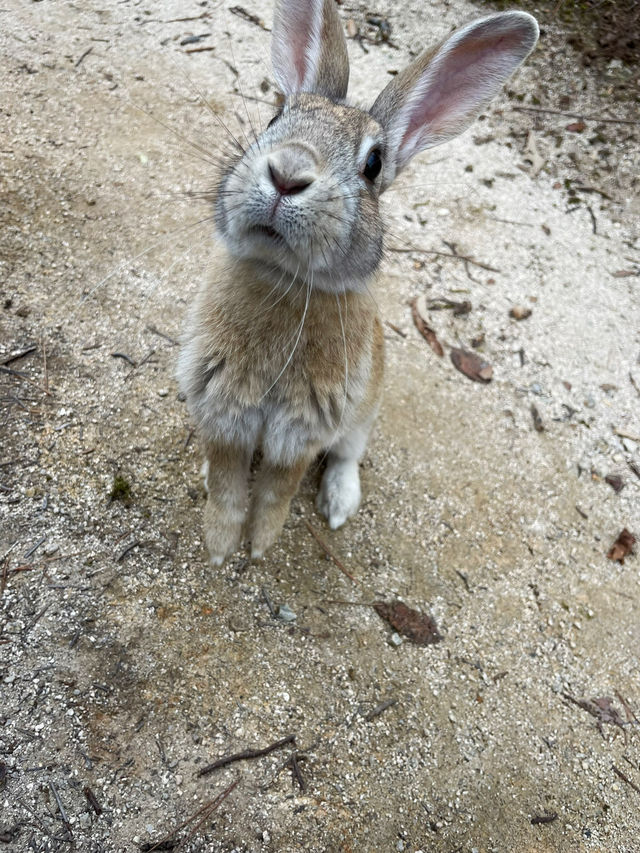 【うさぎ島】大久野島で癒される🐰