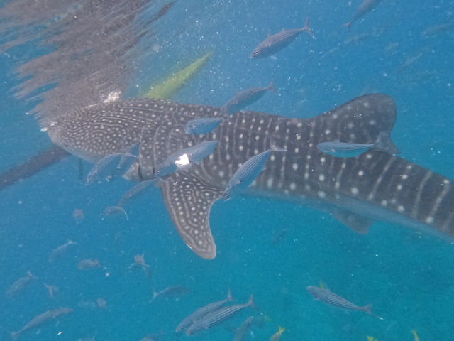 【フィリピン セブ島】オスロブでジンベイザメwatching