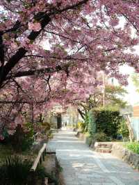 The Cherry Blossom Path of Kawazu Cherry Trees! Few People, Beautiful Scenery 🌸