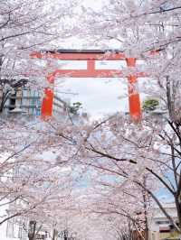 Kamakura's Cherry Blossom Magic: A Dreamy Love Story 🌸💖