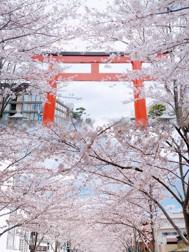 Kamakura's Cherry Blossom Magic: A Dreamy Love Story 🌸💖
