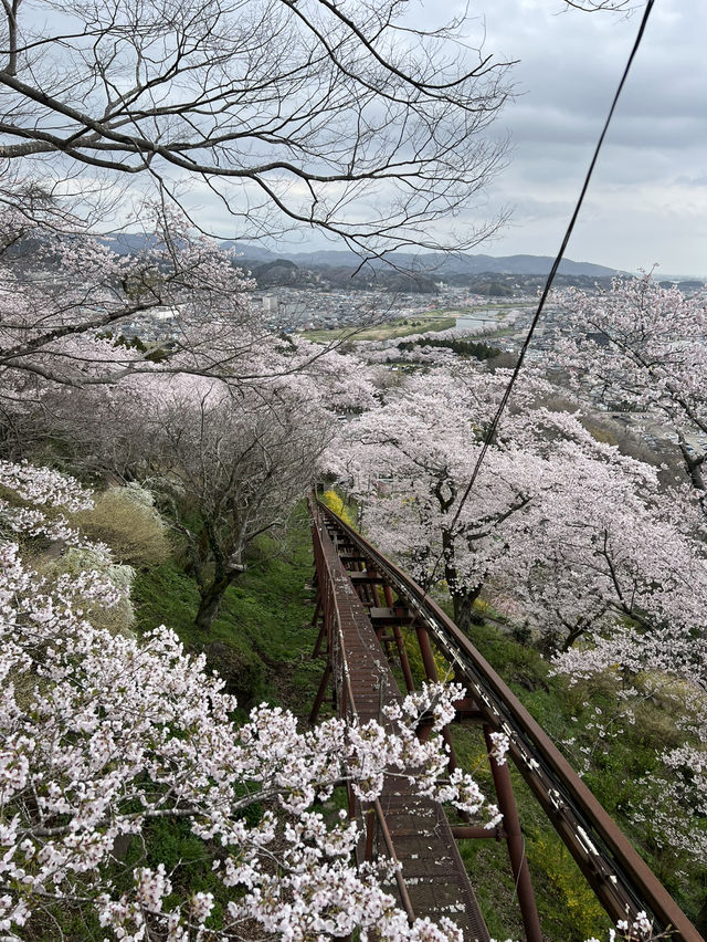 春櫻 仙台