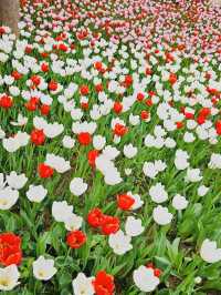 Pinnacle Land: A Tulip Heaven