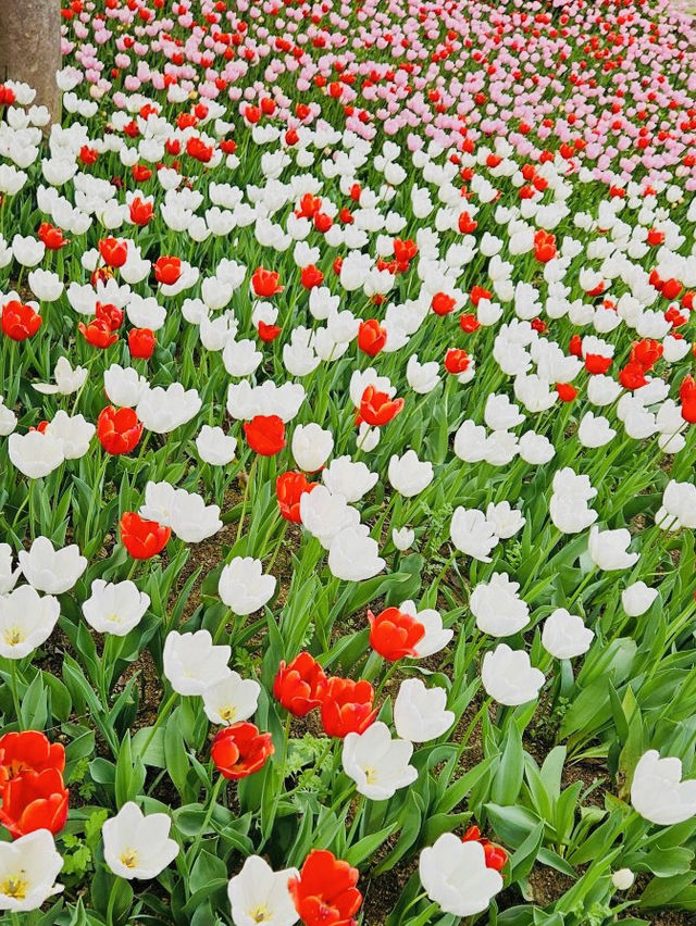 Pinnacle Land: A Tulip Heaven