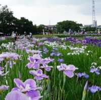 【東京×東村山】600種8千株の花菖蒲が咲き乱れる東村山の一大イベント
