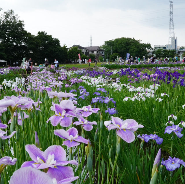 【東京×東村山】600種8千株の花菖蒲が咲き乱れる東村山の一大イベント