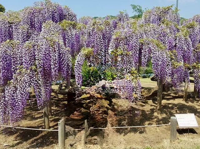 「紫藤物語〜大藤節」在足利花卉公園綻放