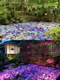 【栃木】紫陽花と孔雀、池に浮かぶ紫陽花 ライトアップも・・