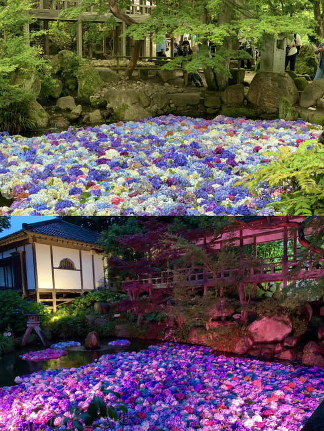 【栃木】紫陽花と孔雀、池に浮かぶ紫陽花 ライトアップも・・