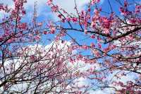🌸 Zhishan Sakura Secret: Taipei’s Best Cherry Blossom Hideout You’ve Never Heard Of! 🌸