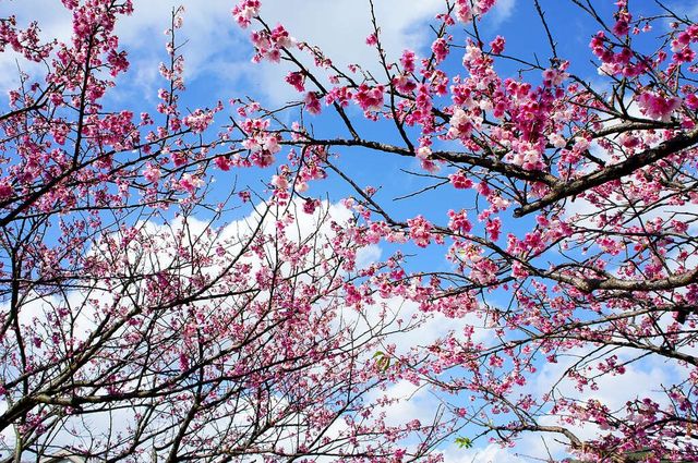 🌸 Zhishan Sakura Secret: Taipei’s Best Cherry Blossom Hideout You’ve Never Heard Of! 🌸