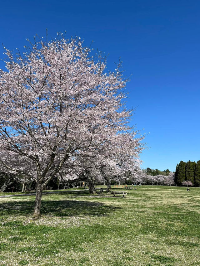 “Whispers of Spring: Cherry Blossoms in Full Glory at Izumi Nature Park”