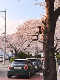 Springtime Magic in Nanchuan-dong: Cherry Blossom Delight