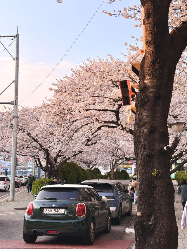 Springtime Magic in Nanchuan-dong: Cherry Blossom Delight