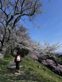 四國高松的絕美景點-紫雲出山